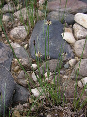Eleocharis palustris