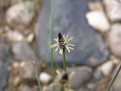 Eleocharis palustris
