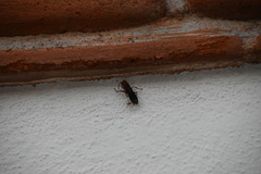 Polistes mexicanus