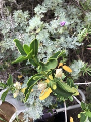 Justicia hyssopifolia