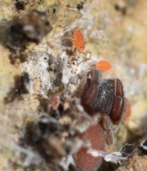 Smarididae