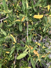 Justicia hyssopifolia