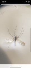 Trichocera annulata