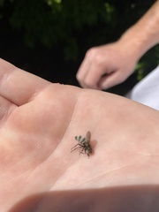 Entomophthora