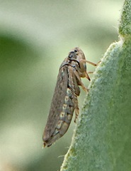 Amphigonalia severini