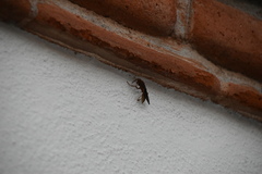 Polistes mexicanus
