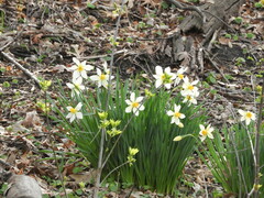 Narcissus poeticus