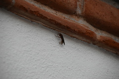 Polistes mexicanus