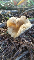 Russula pulverulenta