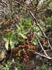 Pistacia atlantica