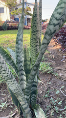 Sansevieria