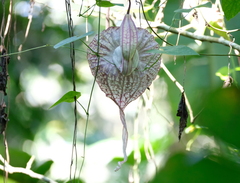 Aristolochia grandiflora image