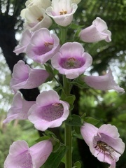 Digitalis