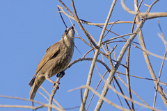 Molothrus bonariensis