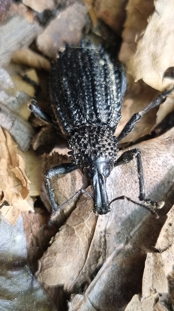 Cunning Donkeyface Weevil