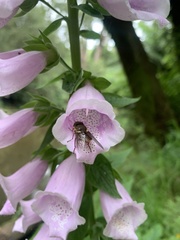 Digitalis