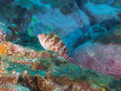 Cirrhitichthys aprinus