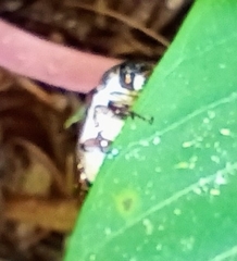 Dermolepida albohirtum