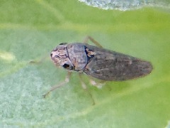 Amphigonalia severini