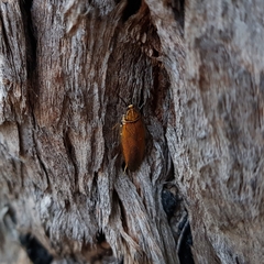 Balta bicolor
