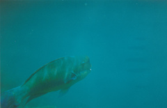 Chlorurus microrhinos