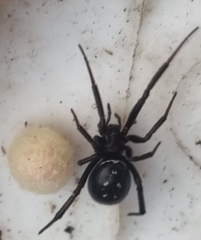 Steatoda capensis