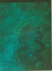 Tridacna gigas
