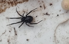 Steatoda capensis