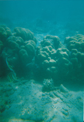 Chaetodon octofasciatus