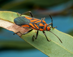 Spilostethus decoratus