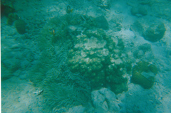 Heteractis magnifica