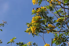 Senna racemosa