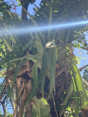 Aechmea bracteata