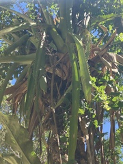 Aechmea bracteata
