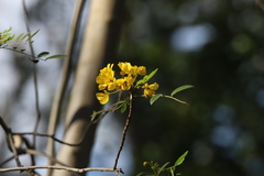 Senna racemosa