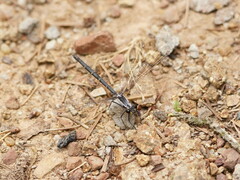 Austroargiolestes calcaris