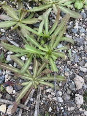 Hypochaeris glabra