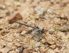 Austroargiolestes calcaris