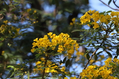 Senna racemosa