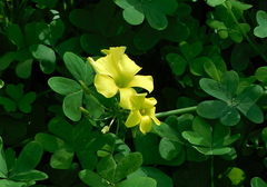 Oxalis pes-caprae