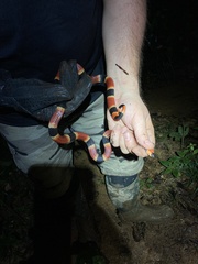 Micrurus nigrocinctus