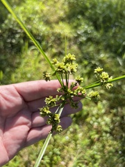 Cyperus surinamensis