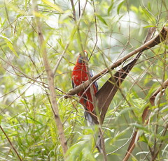 Platycercus elegans elegans