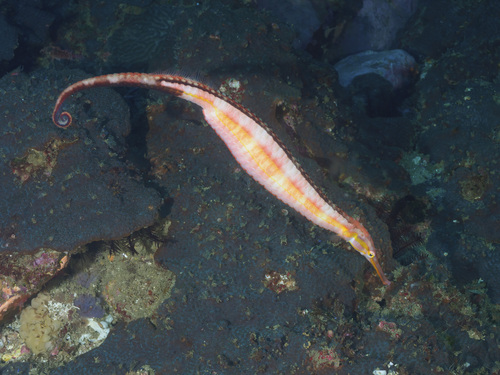 Dunckers zeepaardvis (Solegnathus dunckeri) — Syngnathidae