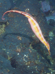 Duncker's Pipefish photo 1