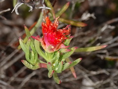 Lampranthus fergusoniae