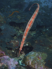 Duncker's Pipefish photo 2