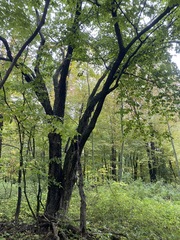 Betula alleghaniensis
