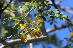 Erythrostemon yucatanensis