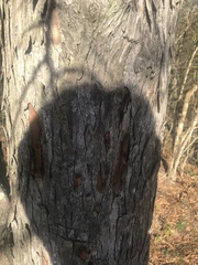 Planera aquatica